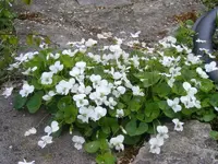 Weiße Veilchen 9.5.2013.webp