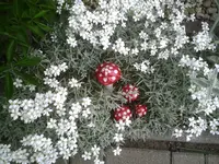 Pilze1.18.05.2011.webp