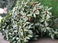 gruen_1_IMG_0950.webp