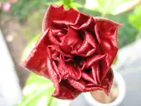 rot_2_IMG_3428.webp