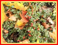 003.webp