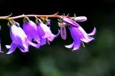 Lila_00002.webp