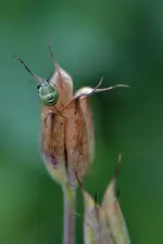 Grün_00001.webp