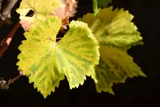 Gelb_0004.webp