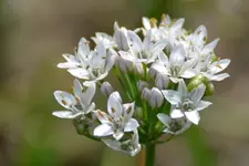 Weiß_0003.webp