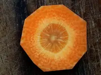 orange (1).webp