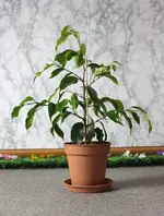 ficus-baeumchen.webp