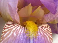 Copy of IMG_1482v.webp