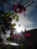 P1230538.webp