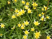 Wildtulpen 25.4.2013.webp