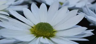 Chrüsentine.webp