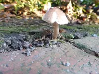 P1230335.webp