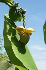 Bluete_DSC04856.webp