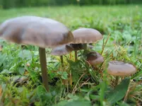 003.webp