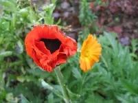 009.webp