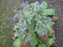 010.webp