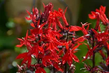 Rot_00006.webp