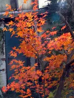 K800_DSCF2250.webp