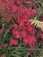K800_DSCF5715.webp