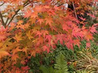 K800_DSCF5732.webp