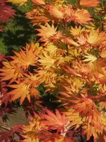 K800_DSCF9485.webp