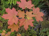 K800_DSCF8303.webp