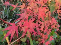 K800_DSCF5747.webp