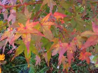 K800_DSCF5745.webp