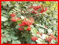 060.webp