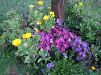 IMG_2975v.webp