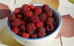 Himbeeren 11.11.14.webp