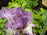 005.webp