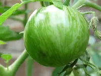 image.webp