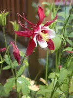 Brunnenwiese 24.webp
