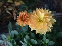 213.webp