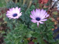214.webp