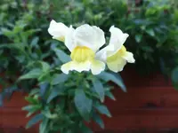 216.webp