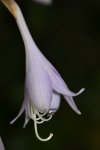 Hosta_14470.JPG