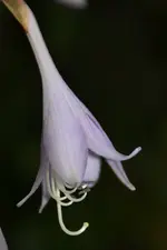 Hosta_14470.webp