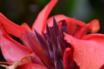 Canna_28955.JPG