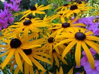 Gelb_0074.webp