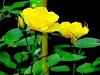IMG_0647v.webp