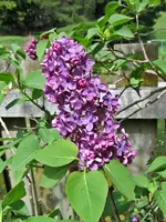 Fliederv.webp