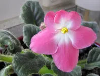 IMG_0467v.webp