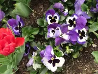 003.webp