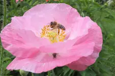 2012_0721Sommer0023.webp