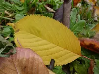 P1230652.webp