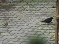 P1230597.webp
