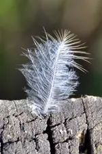 Weiß_0001.webp