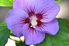 Hibiskus_25594.webp